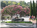 IMG_2113.JPG