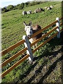 FB_IMG_1495477810811.jpg